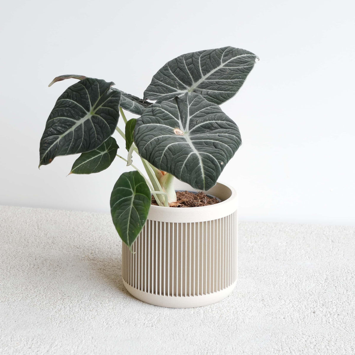 JAPAN Indoor Planter Mist White, bio-sourced ribbed pot with tropical plant, neutral home decor