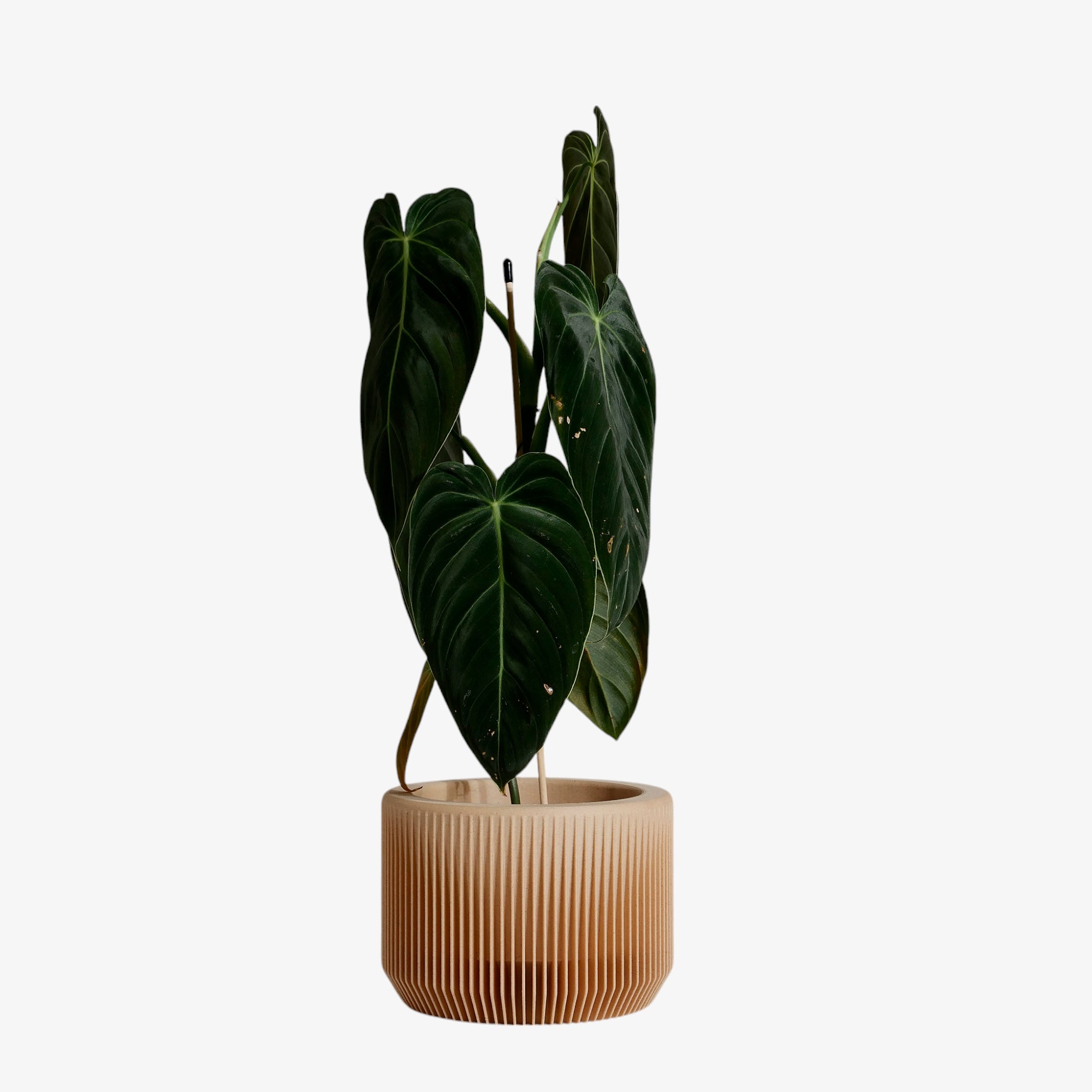 The Praha planter in beige – an understated, versatile color that enhances the natural beauty of your plants, perfect for a warm and inviting indoor setting #color_Natural