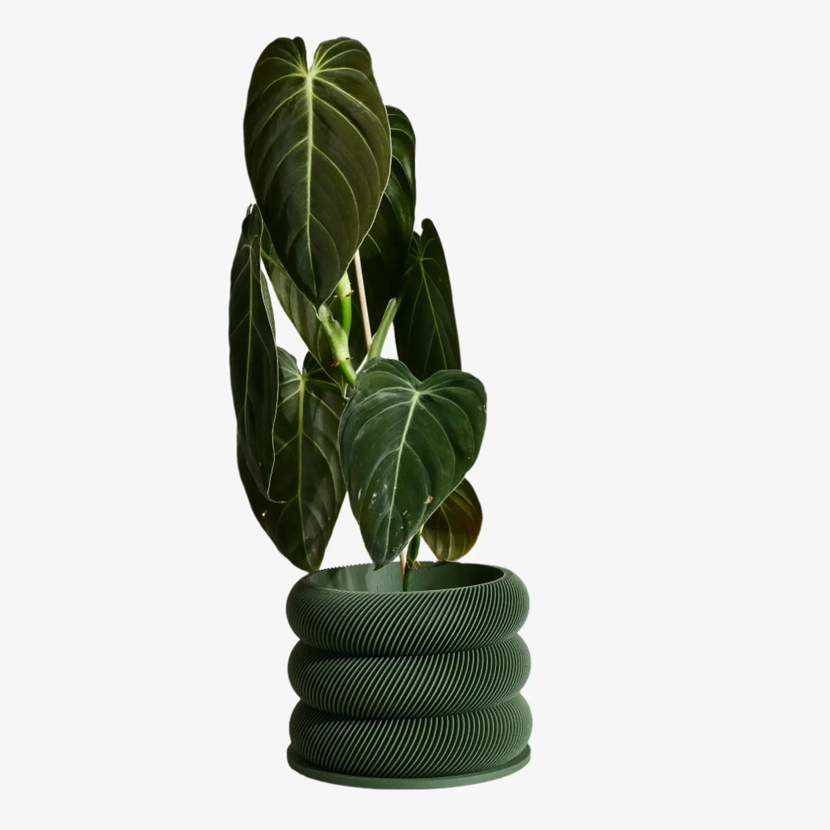 BUBBLES green wooden planter with plant - eco-friendly bubble design #color_green