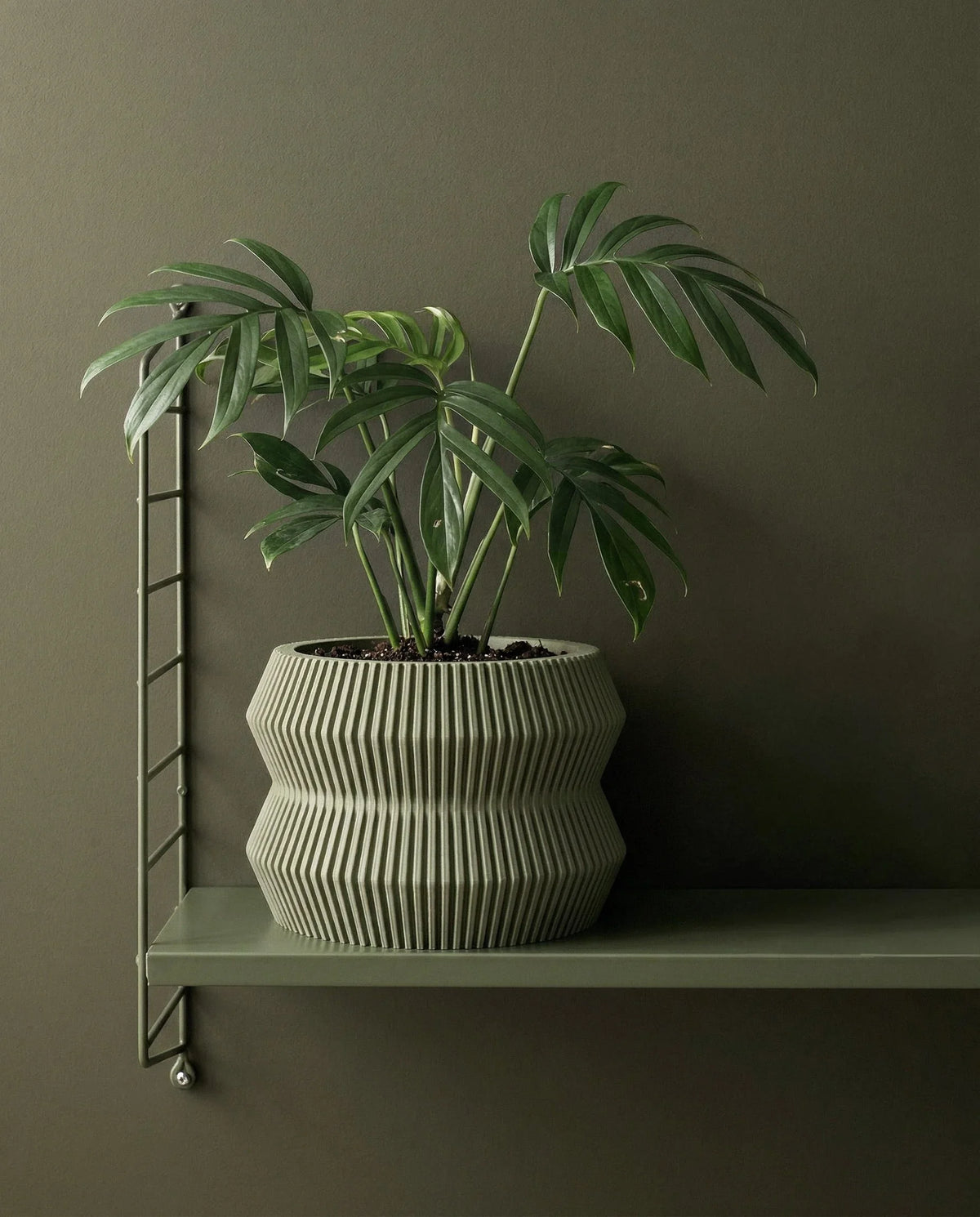 Ito olive green planter 15cm with Philodendron Mayoi plant on a green shelf