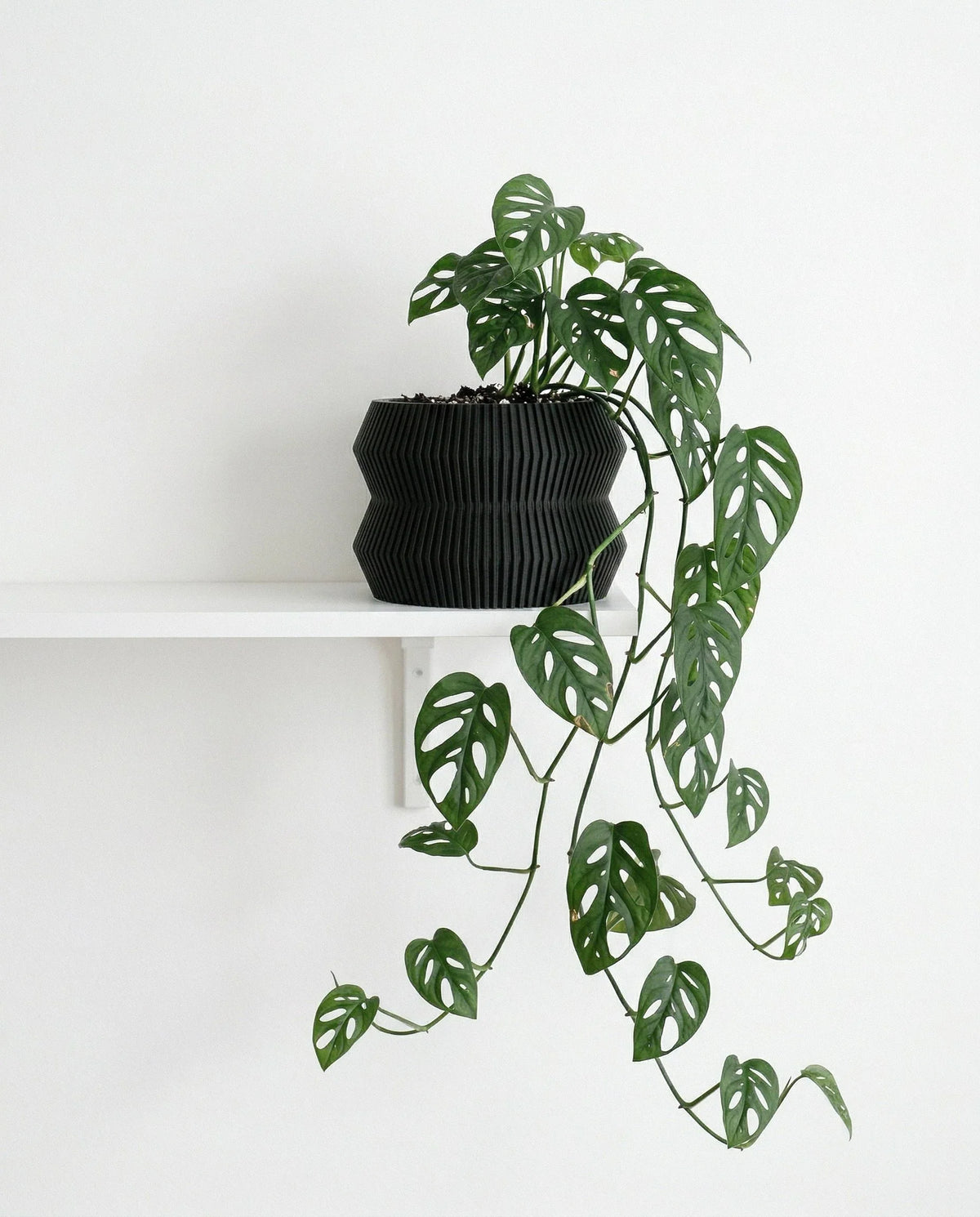 black textured planter 15cm on a white shelf with a white background