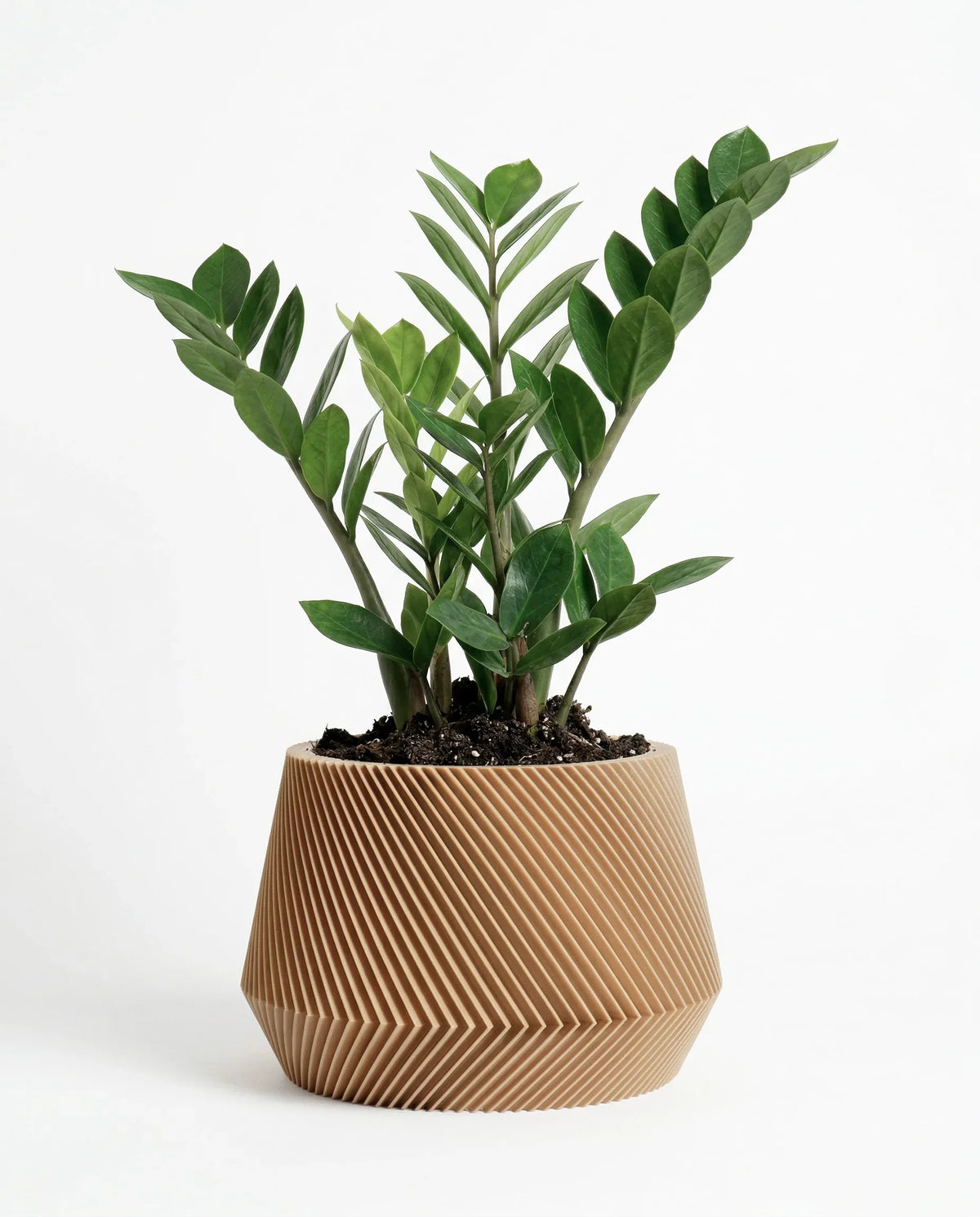 Potted plant in a decorative oslo planter 15cm on a white background