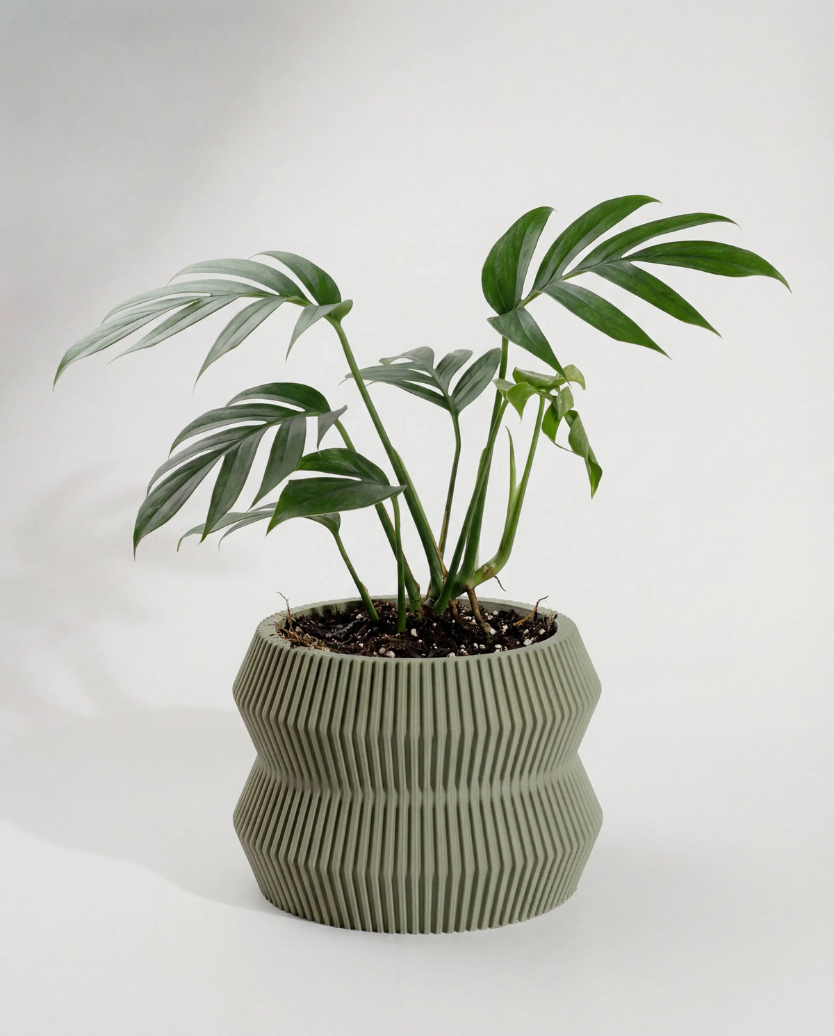 Ito textured planter with monstera on a white background