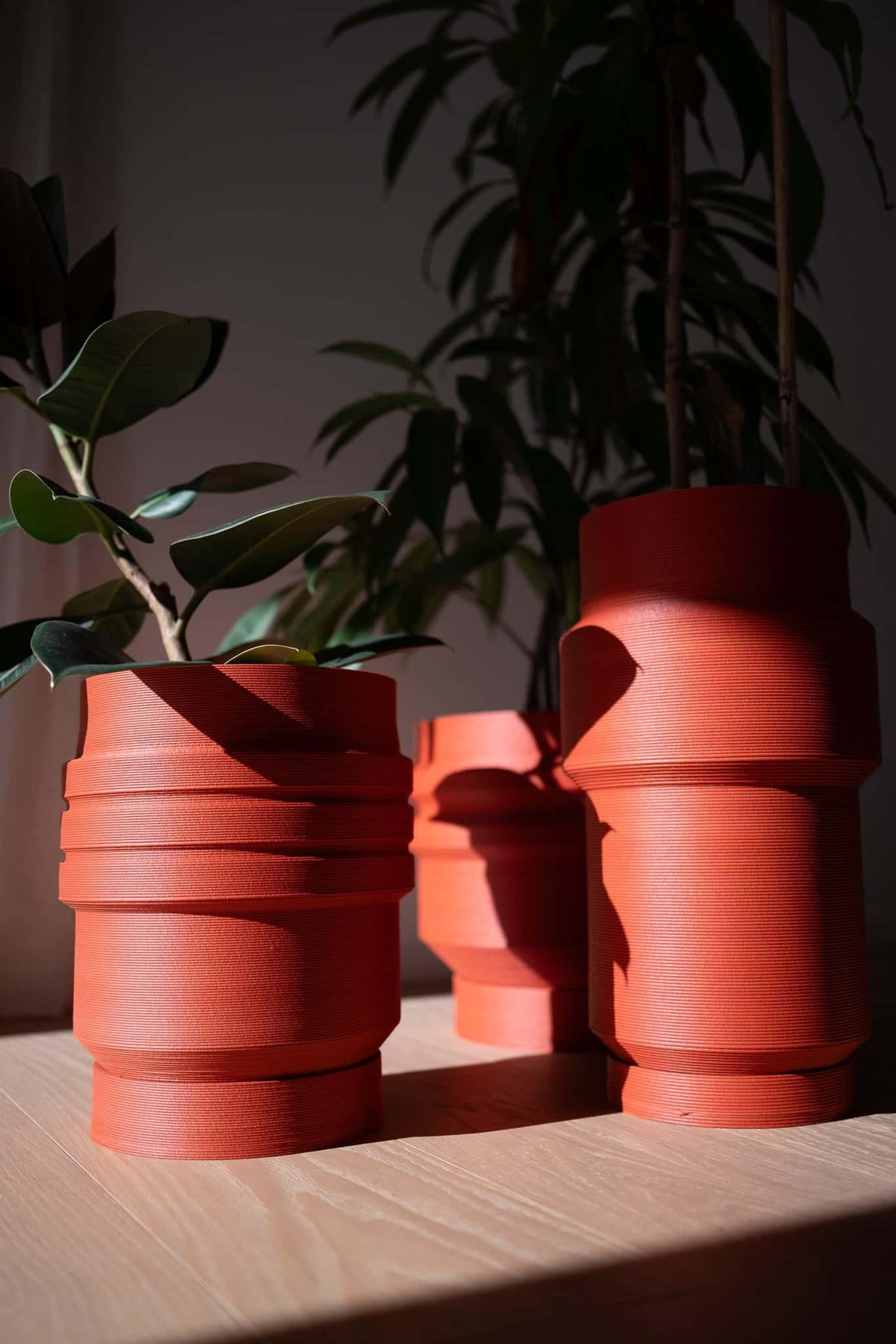 A trio of Sydney collection planters in terracotta red, featuring various architectural silhouettes and heights. The ribbed texture pots hold green indoor plants like a Rubber tree (Ficus), showcased with dramatic shadows and natural sunlight on a light oak floor.