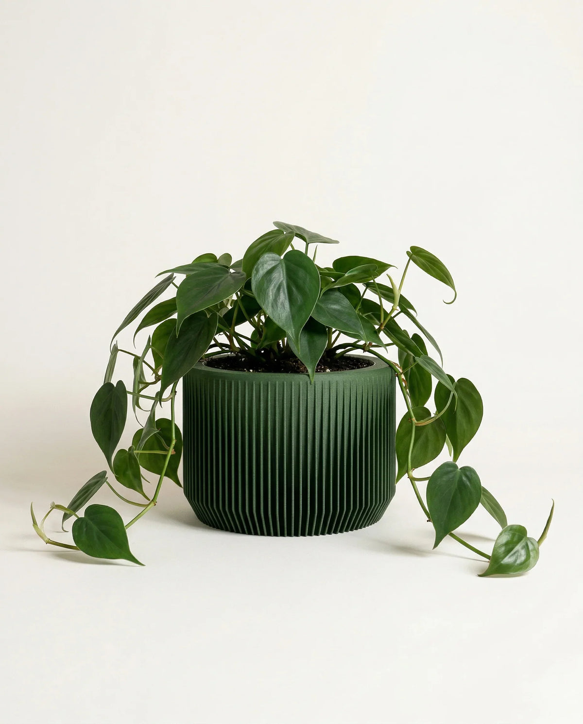green praha planter green 15cm with philodendron plant on white background