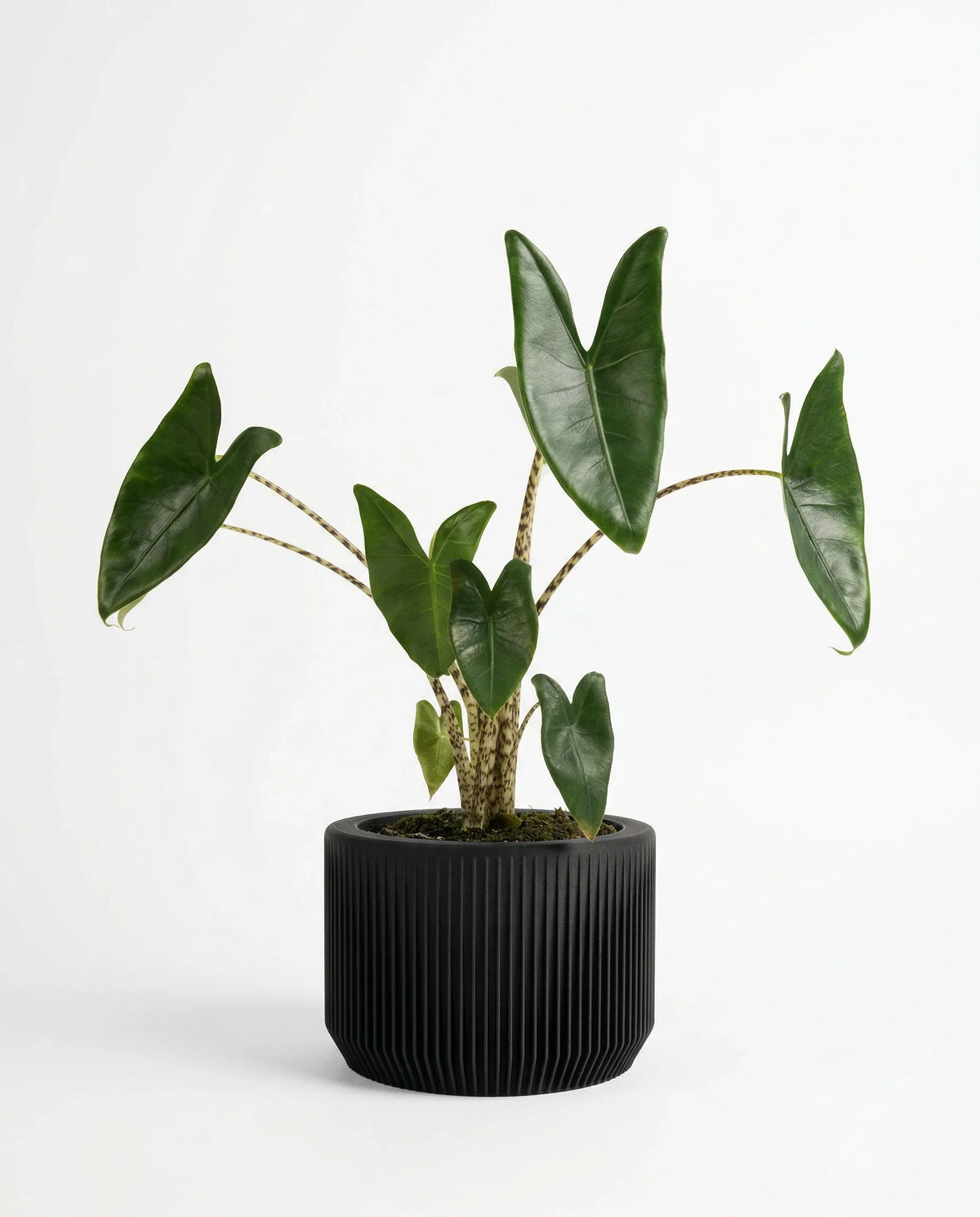 Black planter 15cm Praha, with a green house plant on a white background