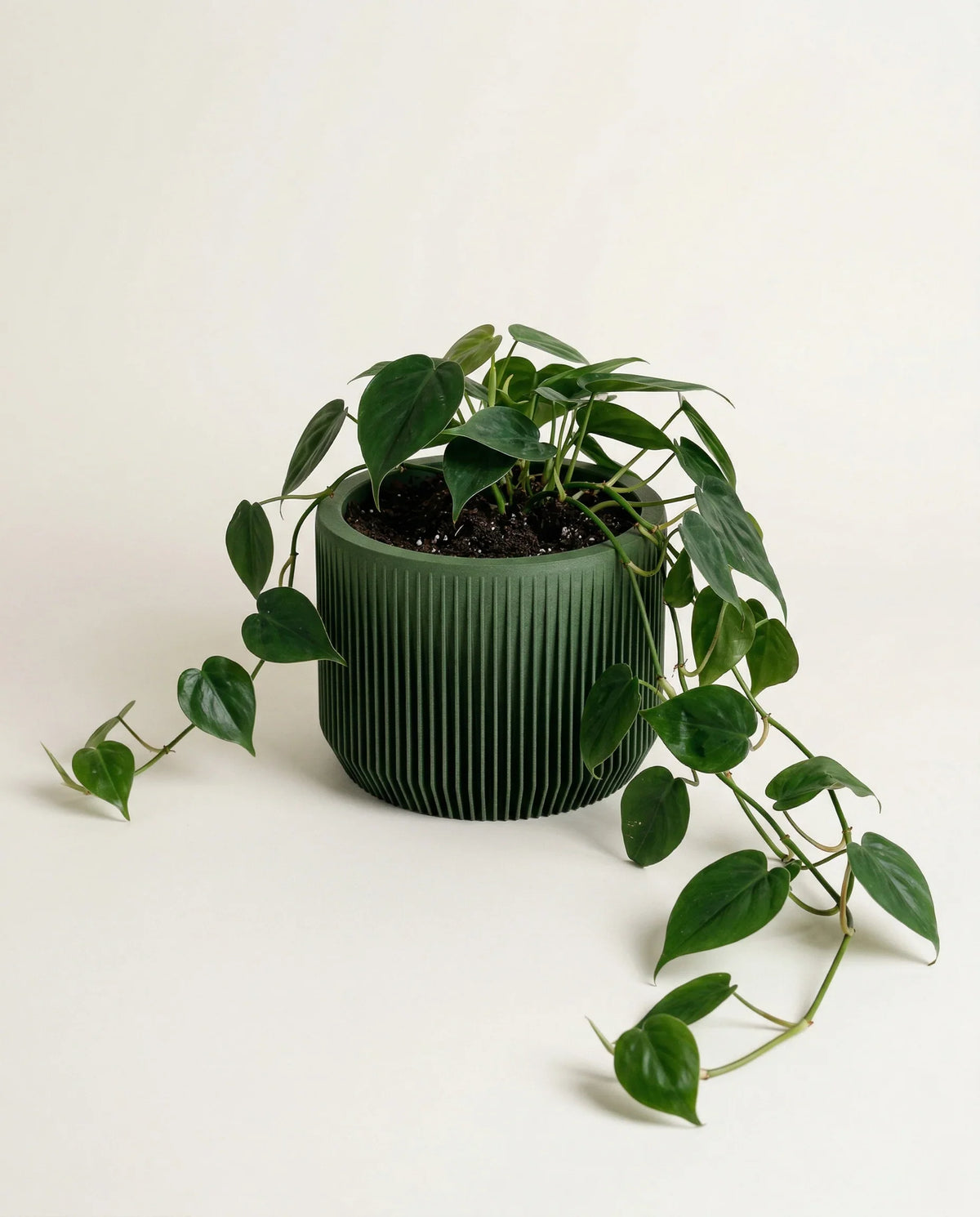 Green textured praha planter 15cm with philodendron plant in a light background