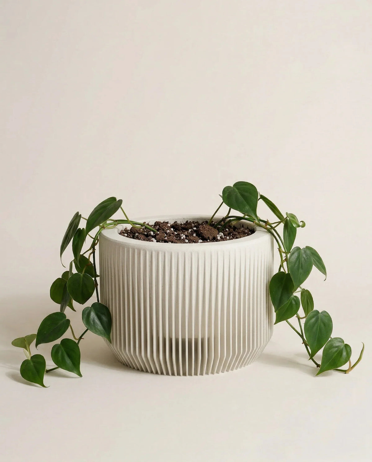 White ribbed planter with a green plant on a light beige background