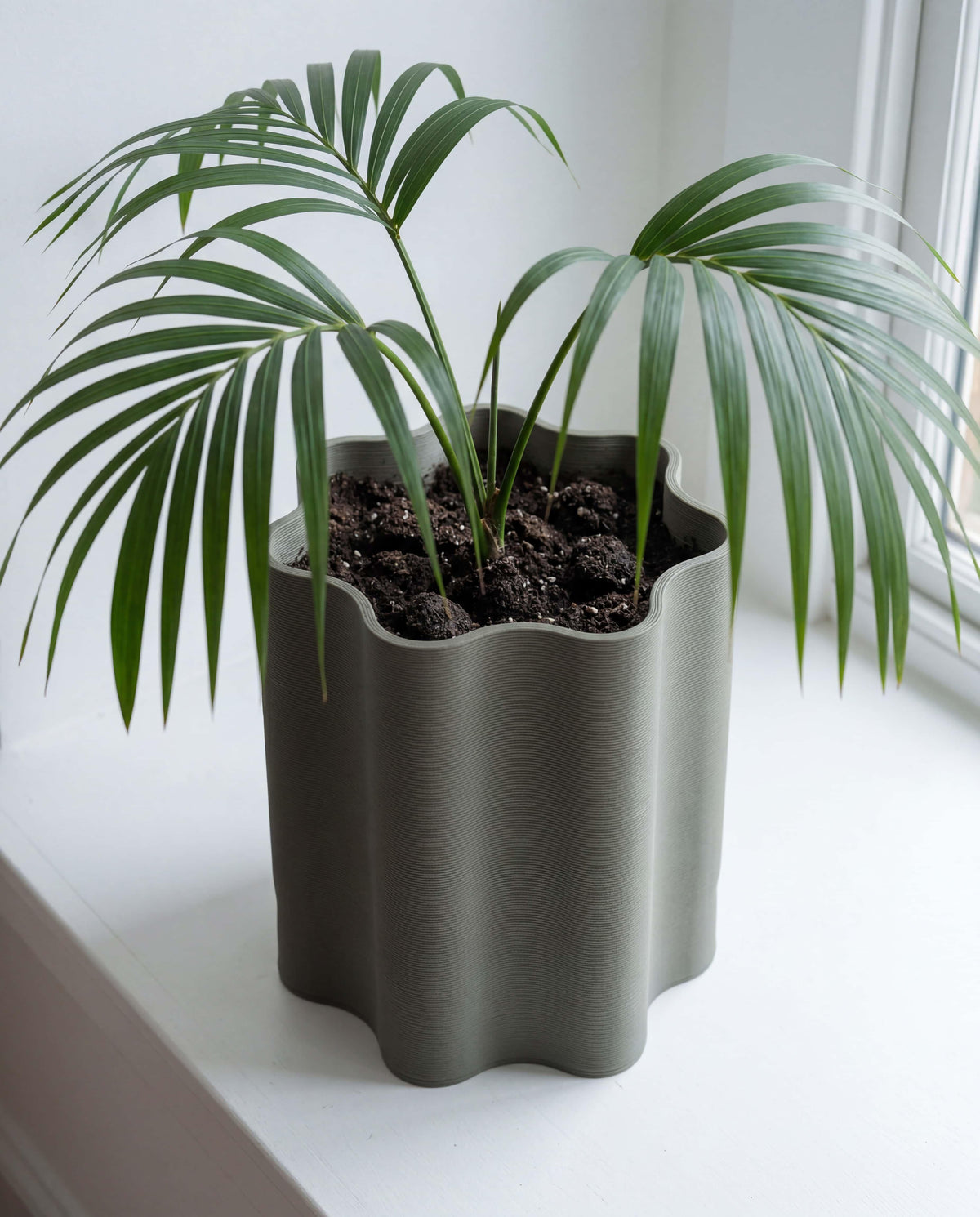 Biophilic interior design styling with Rippled large olive green floor planter on large window sill, modern living room decor with Parlor Palm tree.