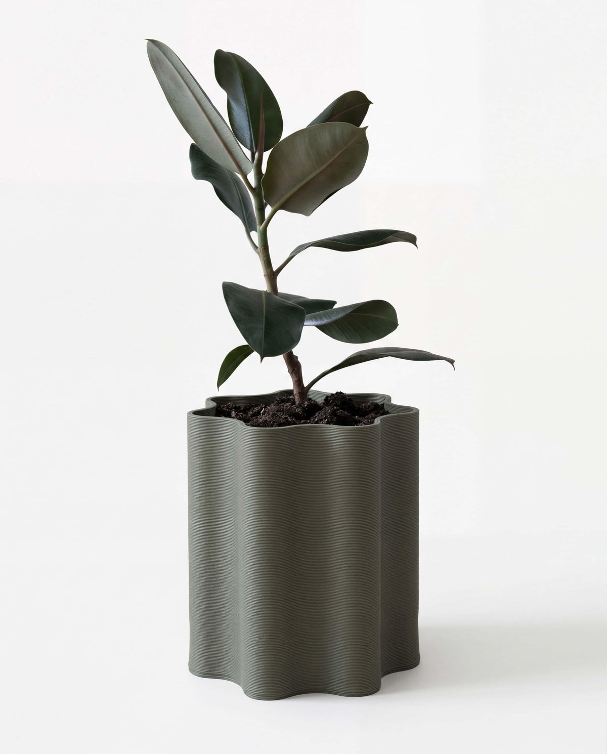 Large olive green floor planter with Rippled texture for Ficus tree, sustainable wood-composite pot on white background.
