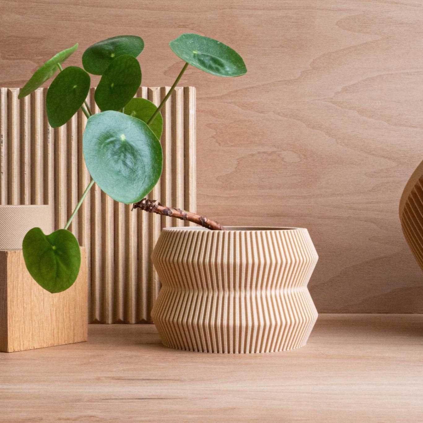 Minimalist and unique ITO Indoor Planter in a wooden decor with a beautiful pilea plant. Minimum Design #color_natural